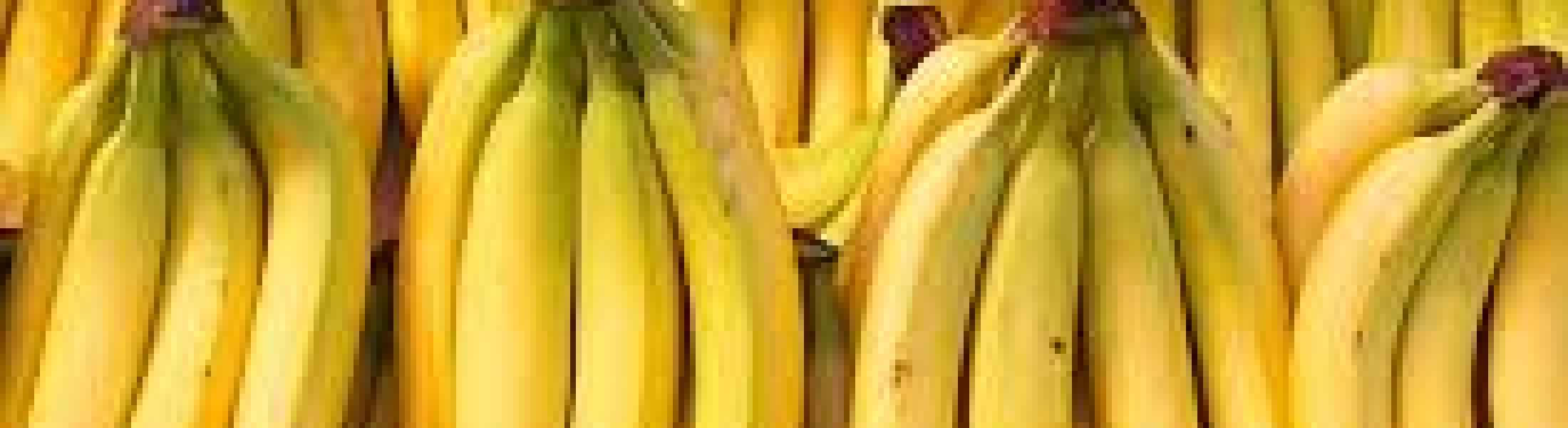 The end of bananas? Scientists warn the fruit could extinct