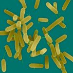A new superbug requires urgent attention