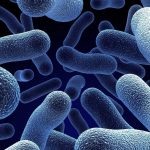 'nightmare' antibiotic-resistant bacteria