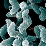 ars_campylobacter_jejuni