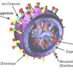 Influenza Virus