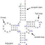 trna inhibitors