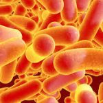Typhoid Fever