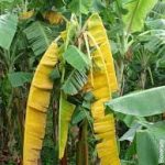 banana-wilt
