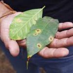 Coffee rust seen in Moloka'i and Kaua'i