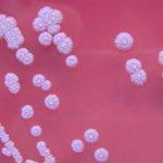 burkholderia pseudomallei