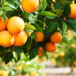 Citrus greening infects entire trees before it's detected