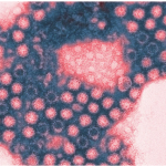 WHO pathogen priority list